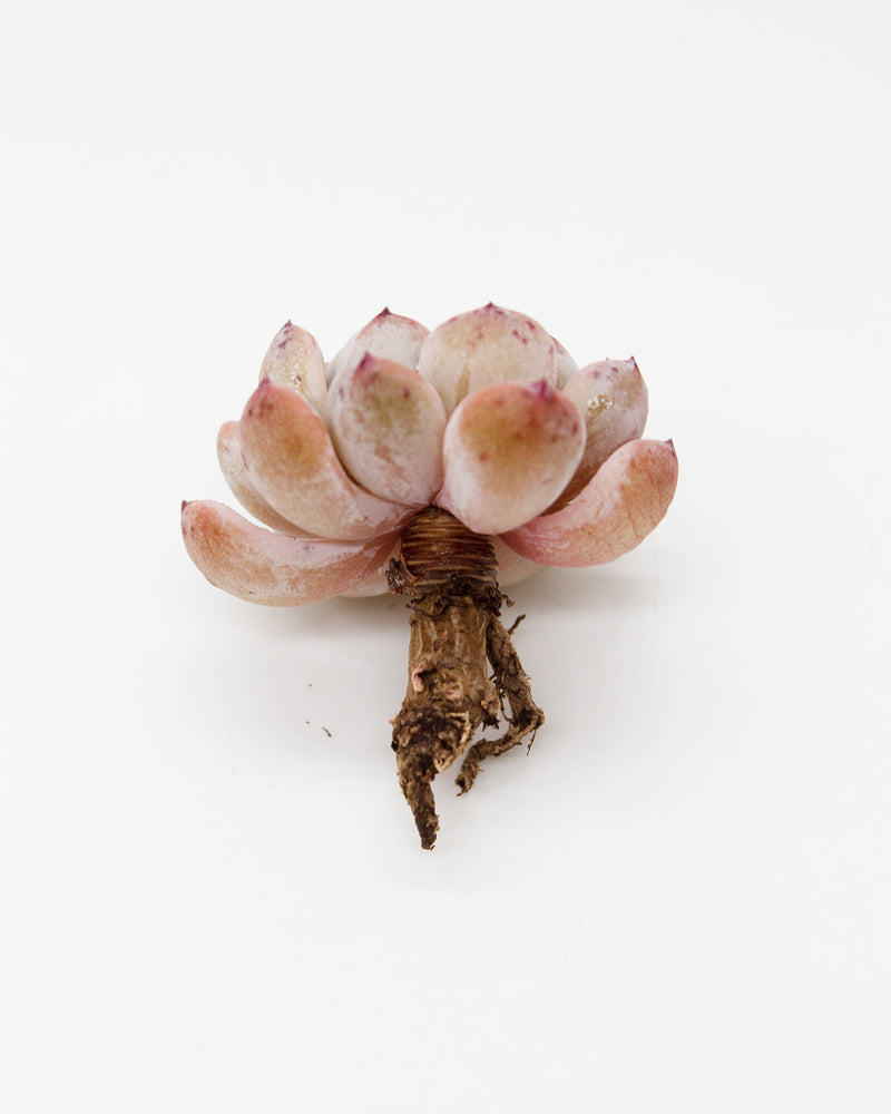 
                
                    Load image into Gallery viewer, Echeveria Viyant
                
            