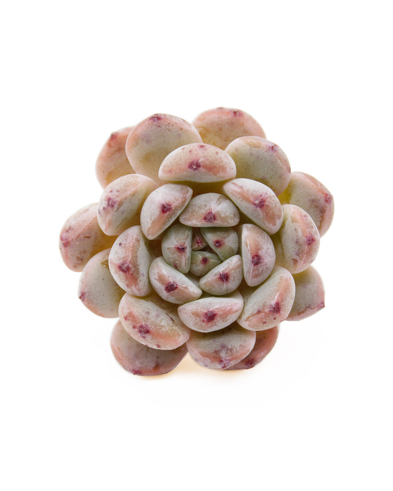 Echeveria Viyant