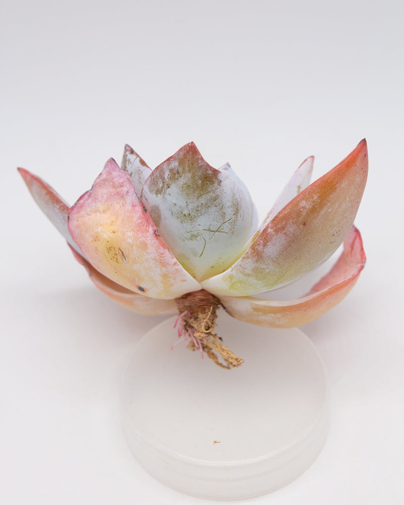 Echeveria White Lover