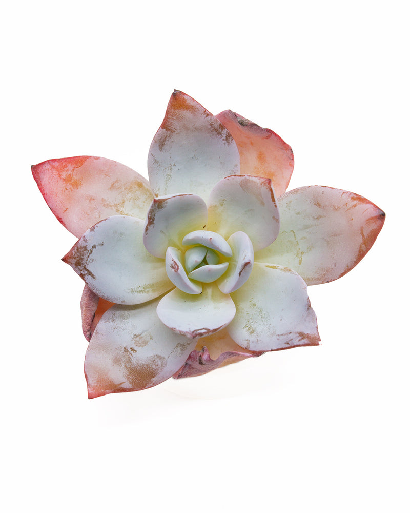 Echeveria White Lover