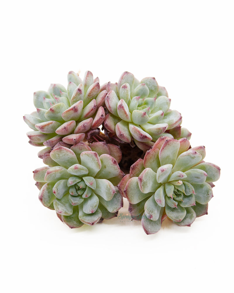 Echeveria White Minima Cluster