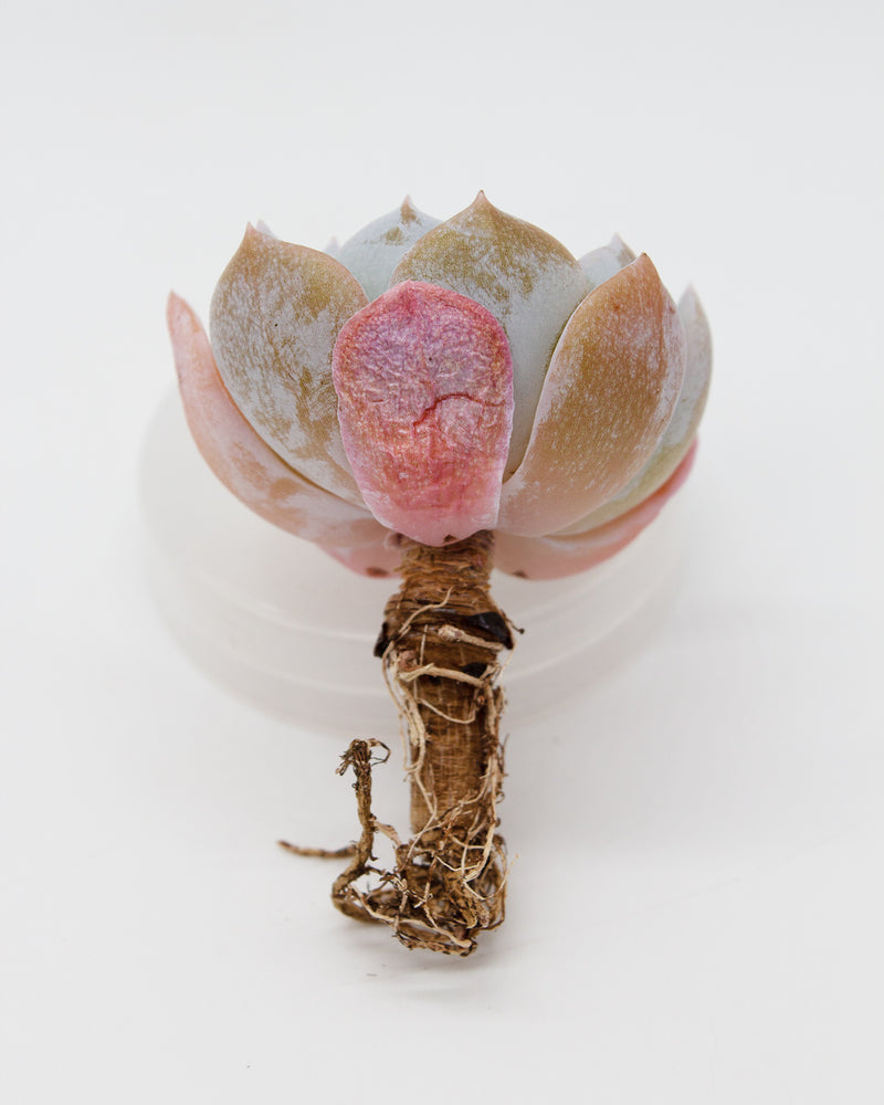 
                
                    Load image into Gallery viewer, Echeveria White One
                
            