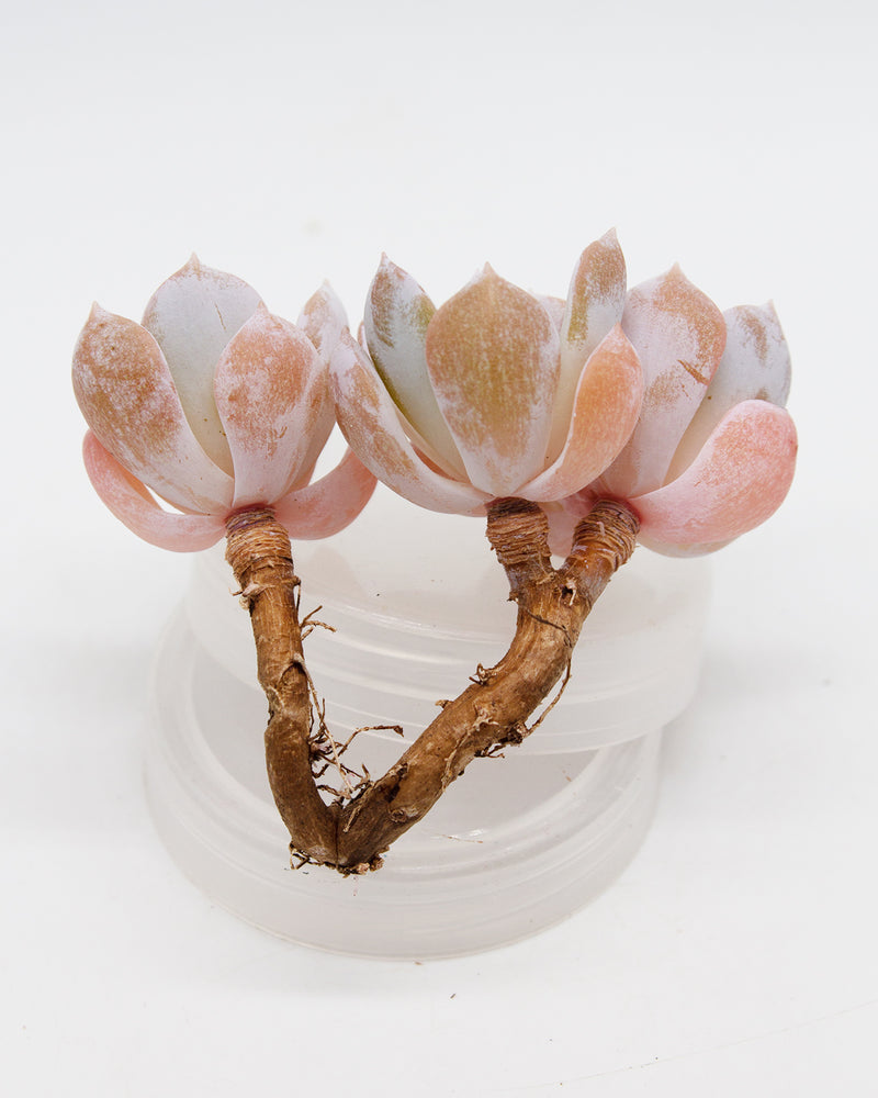 Echeveria White One