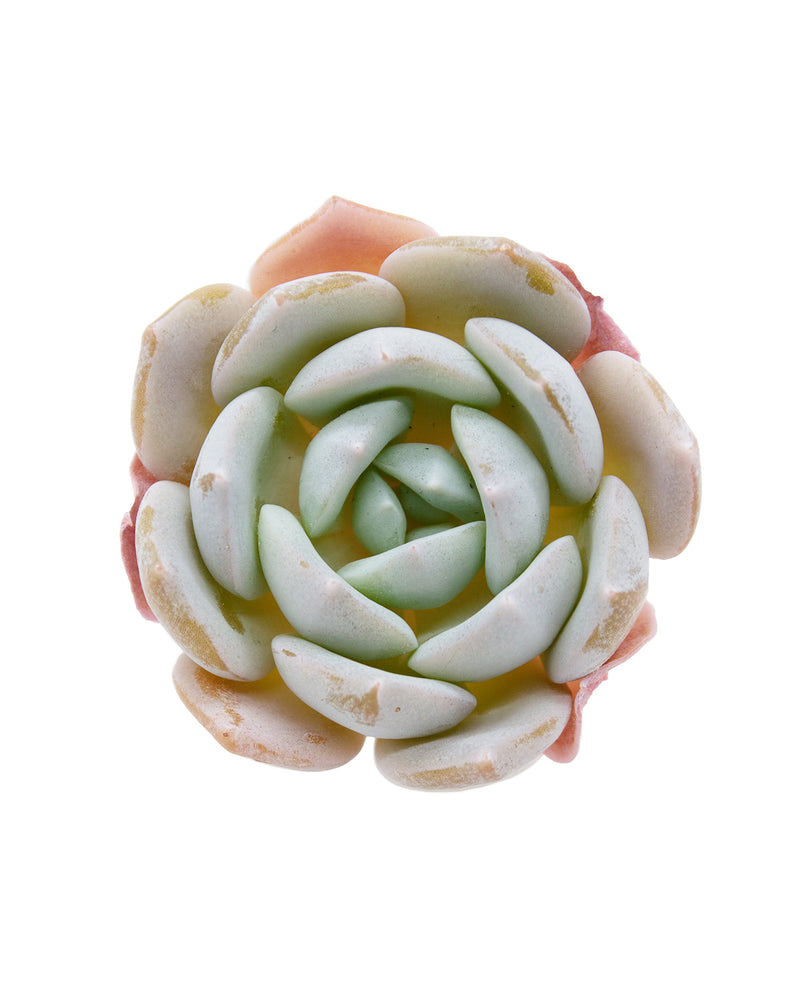 
                
                    Load image into Gallery viewer, Echeveria White One
                
            