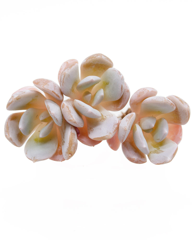 Echeveria White One