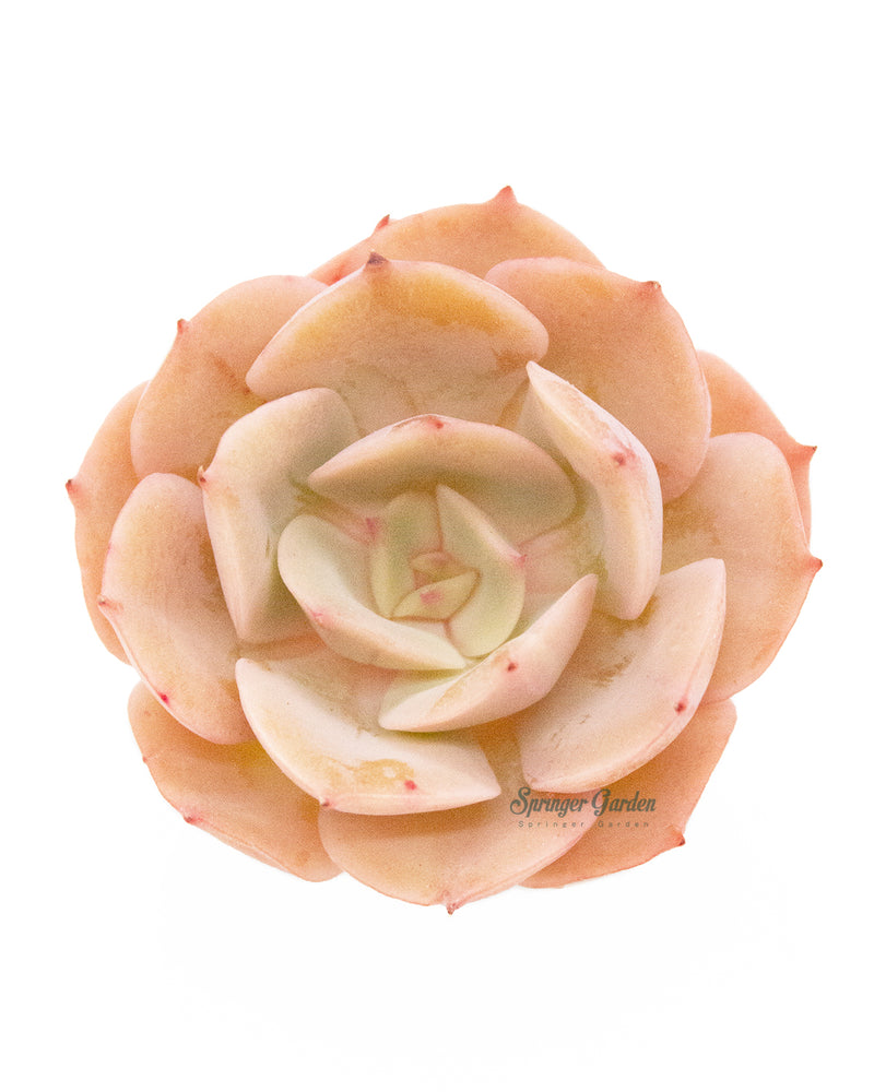 Echeveria White Snow