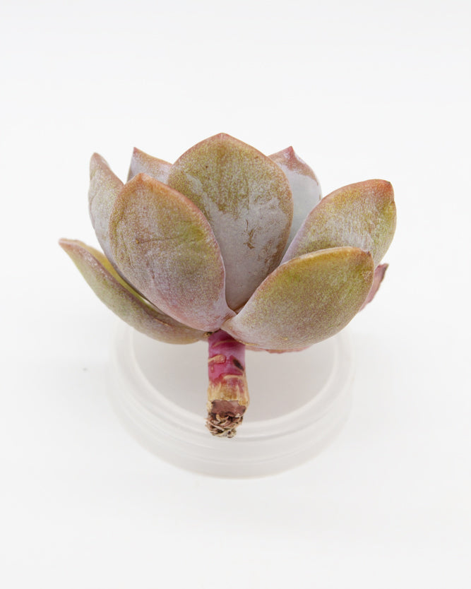 Echeveria White Tea