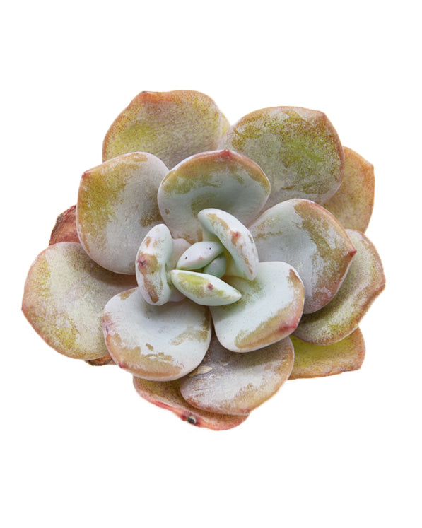 Echeveria White Tea