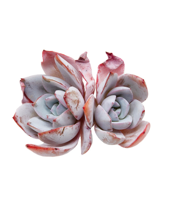 Echeveria White Lover