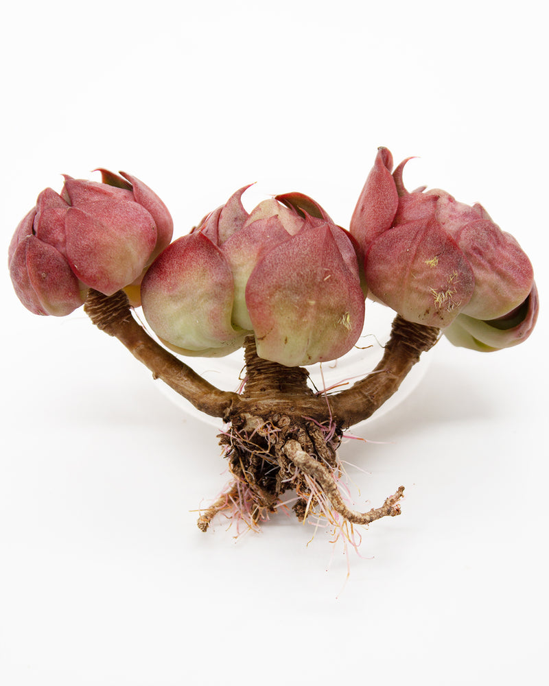 Echeveria Yangjin