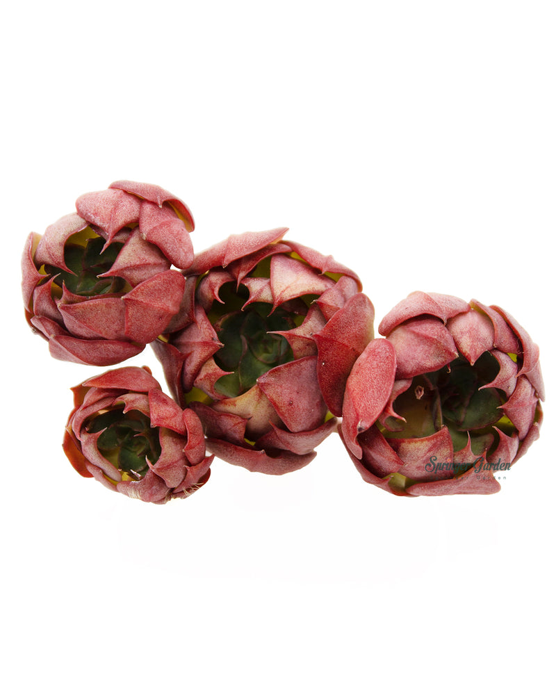 Echeveria Yangjin