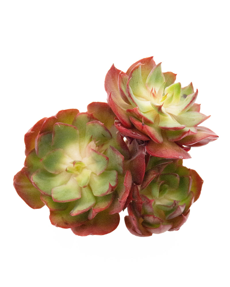 Echeveria Yangjin