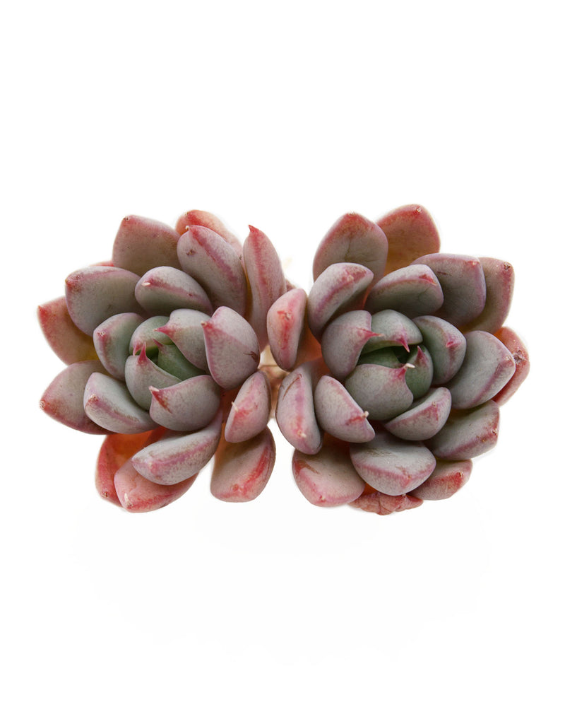 Echeveria Yeomiwol