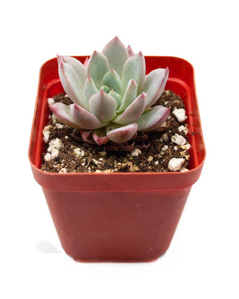 Echeveria Yeomiwol