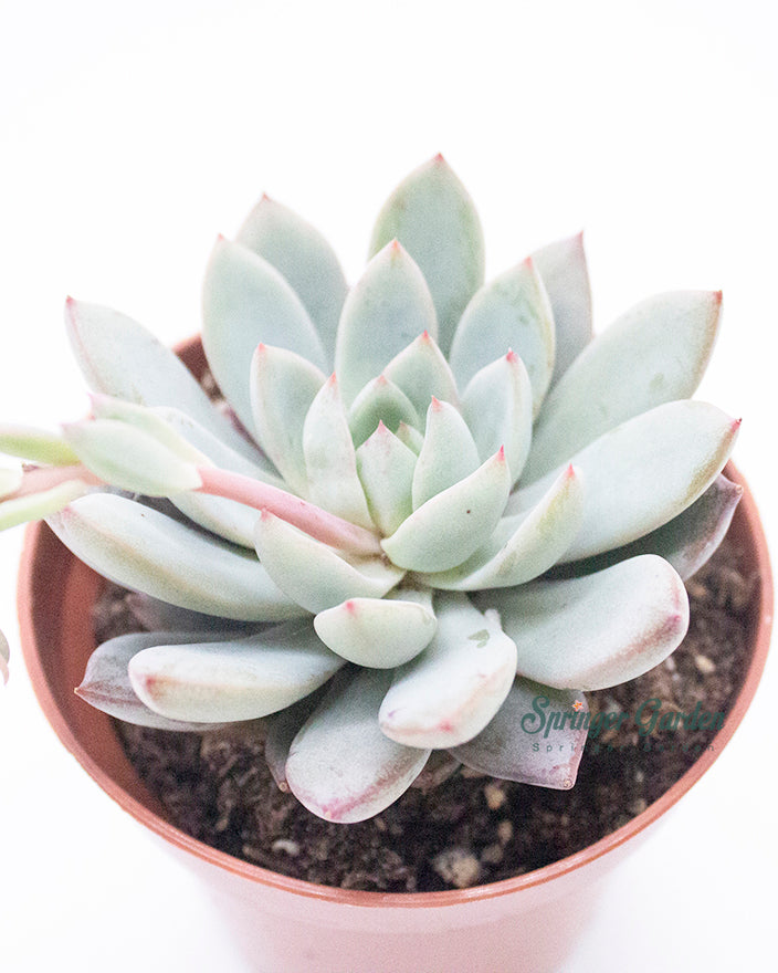 Echeveria Yeomiwol