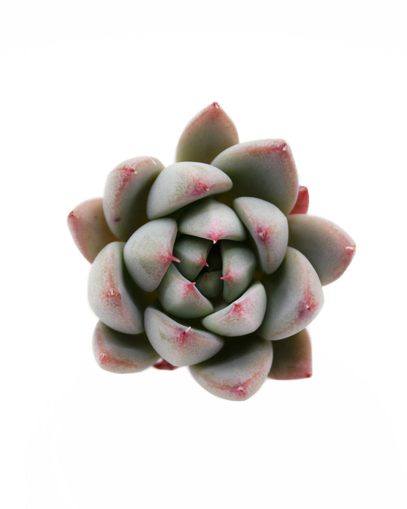 Echeveria Yeomiwol