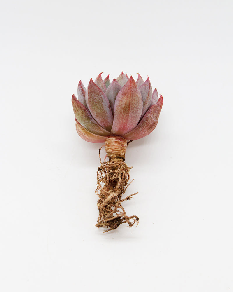 Echeveria Yeomiwol