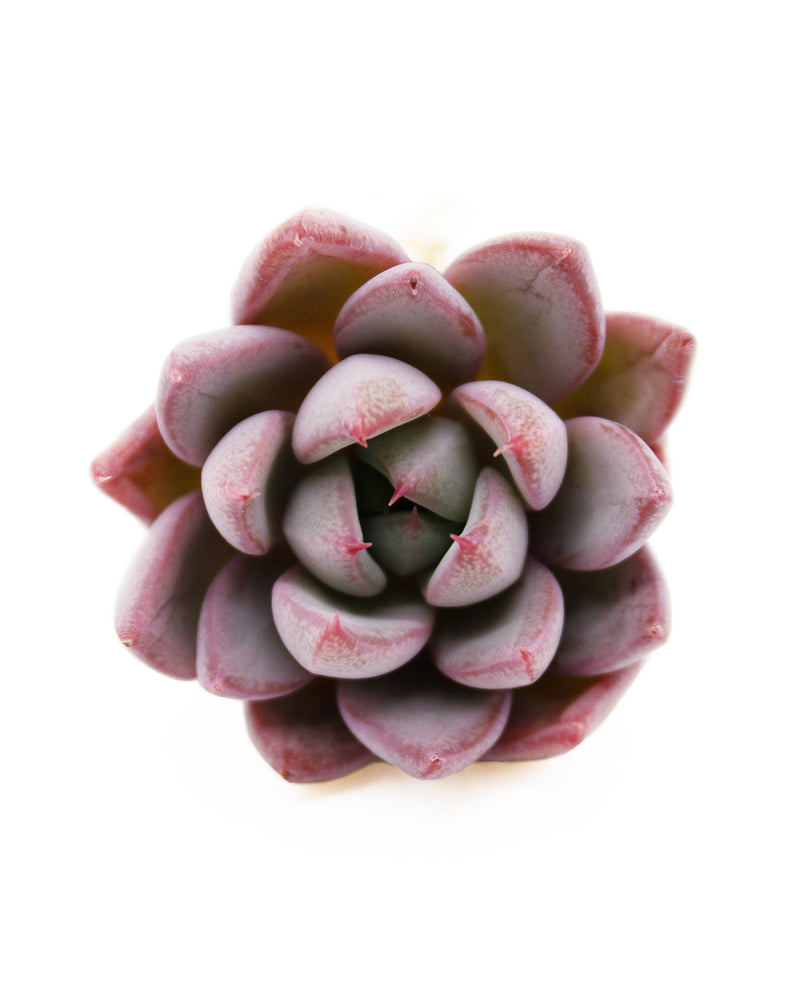 Echeveria Yeomiwol