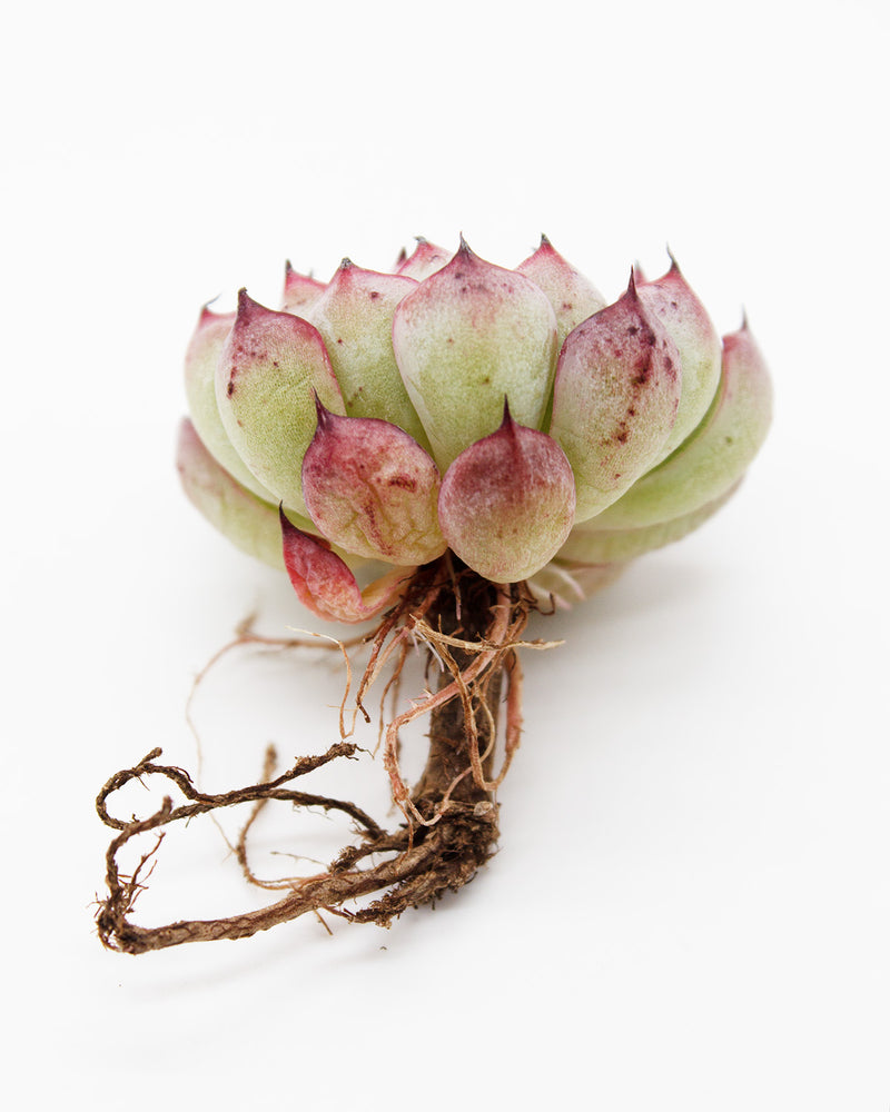 
                
                    Load image into Gallery viewer, Echeveria Zaragosa Edge
                
            
