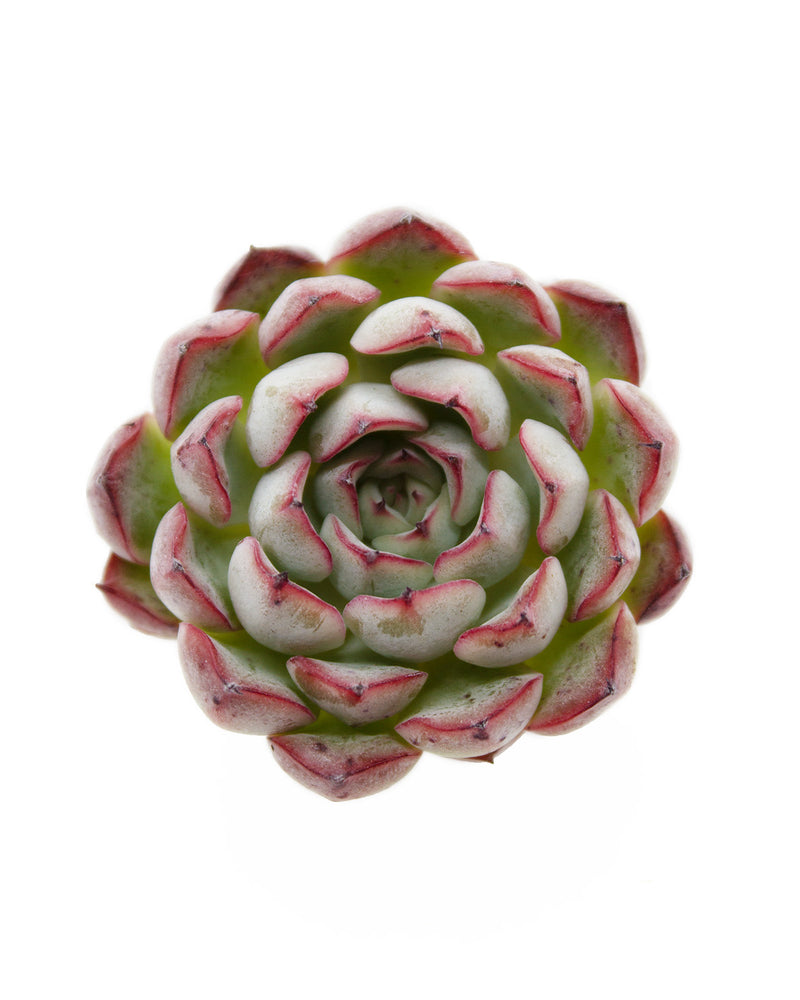 
                
                    Load image into Gallery viewer, Echeveria Zaragosa Edge
                
            