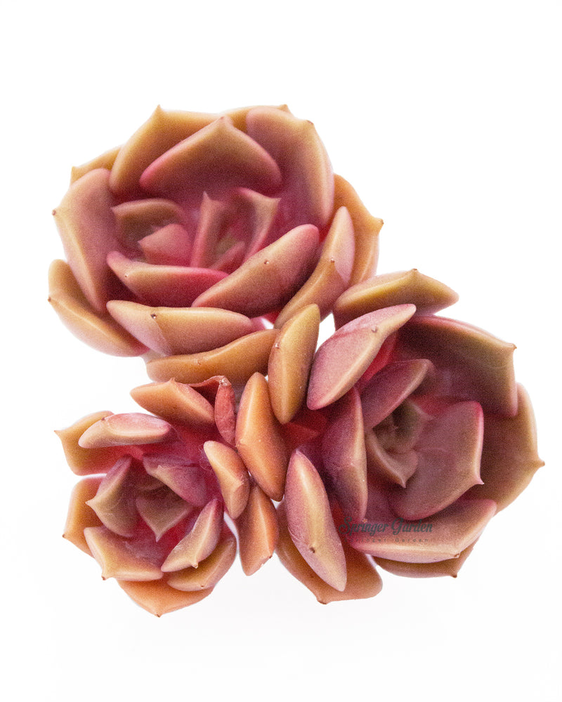 Echeveria Zestar