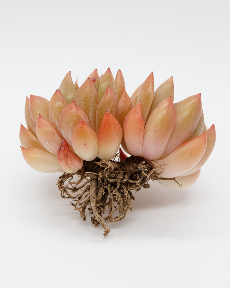 Echeveria Ziro