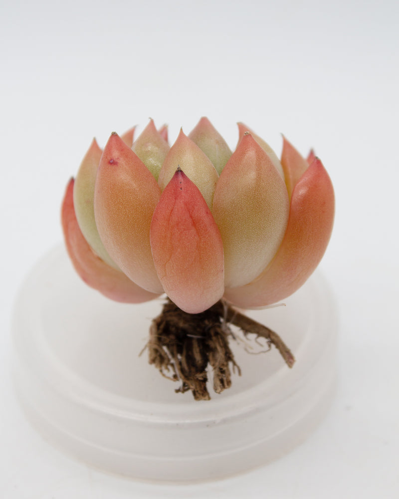 Echeveria Ziro