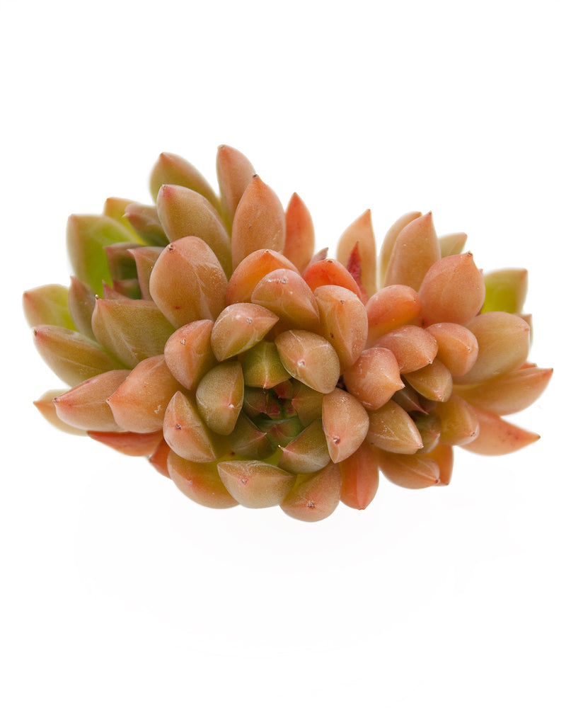 Echeveria Ziro