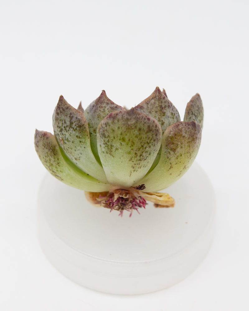 Echeveria Ziwei