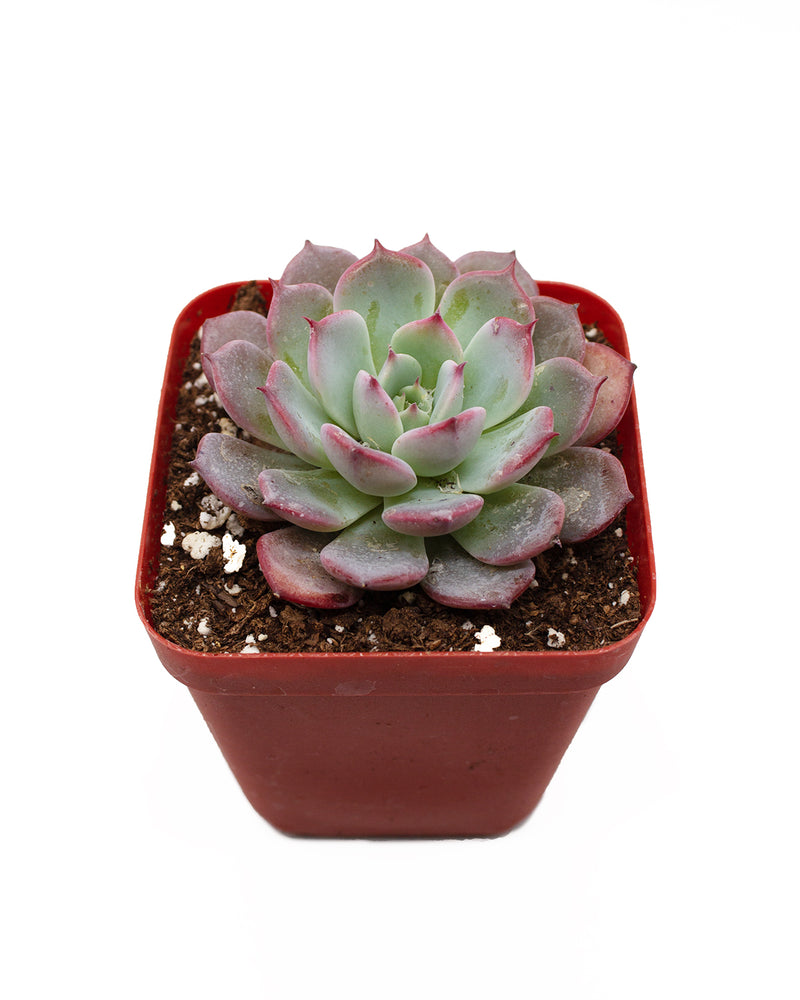 Echeveria Ziwei