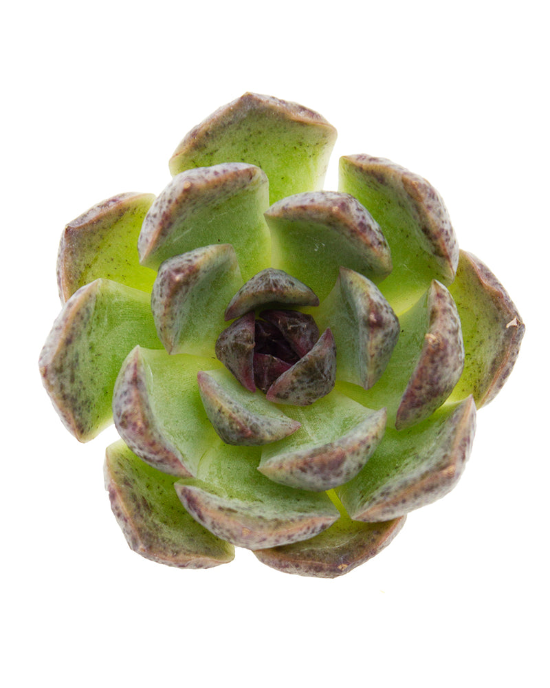 Echeveria Ziwei