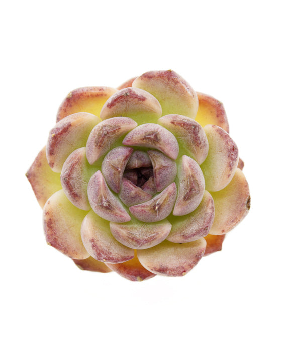 Echeveria Zixia