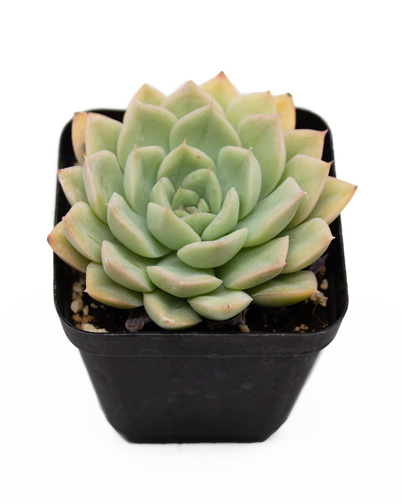 Echeveria 'Moon Fairy'