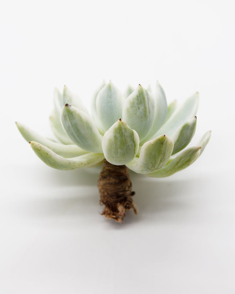 Echeveria 'Angel-In-Us' Var. Toronto's 5-star Bestseller nursery store selected local & Korean rare succulents; houseplants, indoor plants, selected handmade planters with a drainage hole, pots, bonsai pots, produced by ourselves, wholesale.