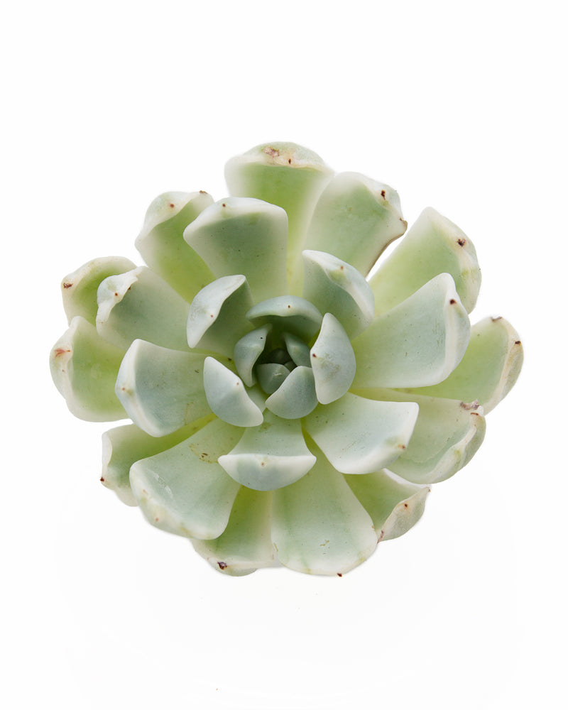 Echeveria 'Angel-In-Us' Var.