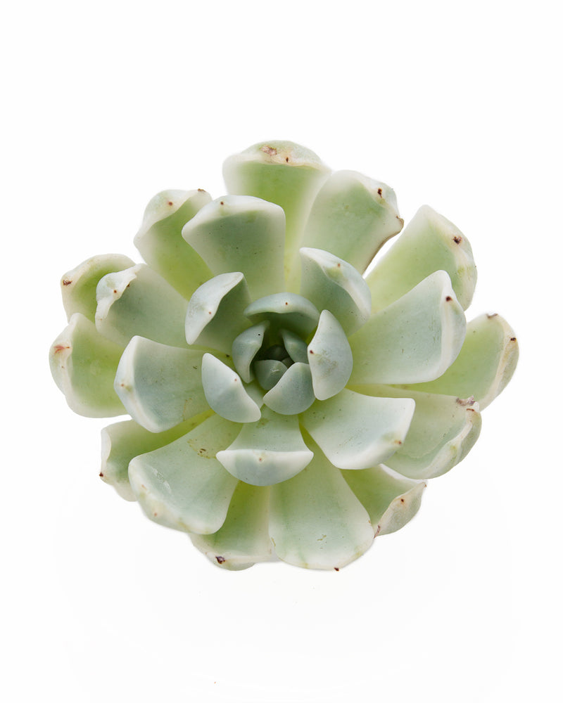 Echeveria 'Angel-In-Us' Var. Toronto's 5-star Bestseller nursery store selected local & Korean rare succulents; houseplants, indoor plants, selected handmade planters with a drainage hole, pots, bonsai pots, produced by ourselves, wholesale.
