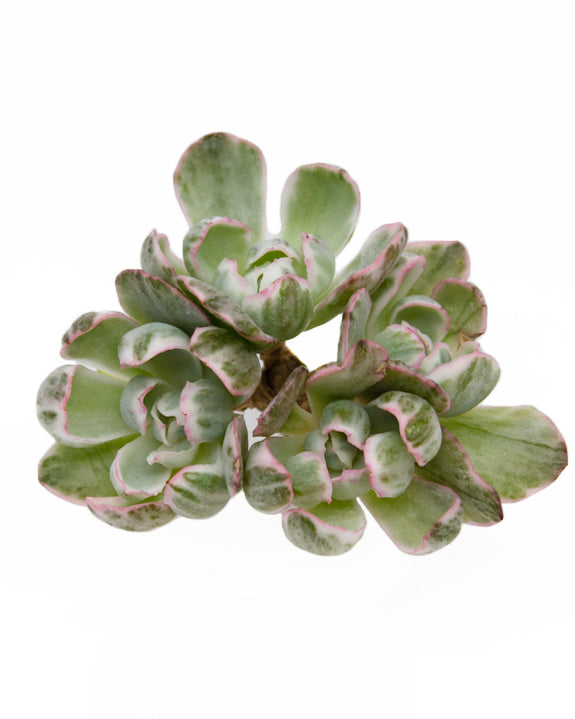 Echeveria Berkeley Light Var.