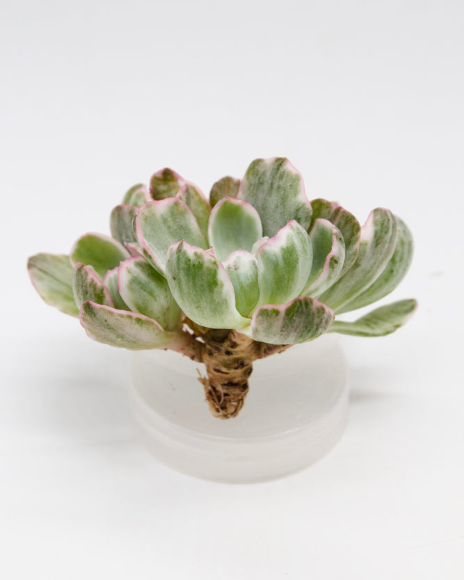 Echeveria Berkeley Light Var.