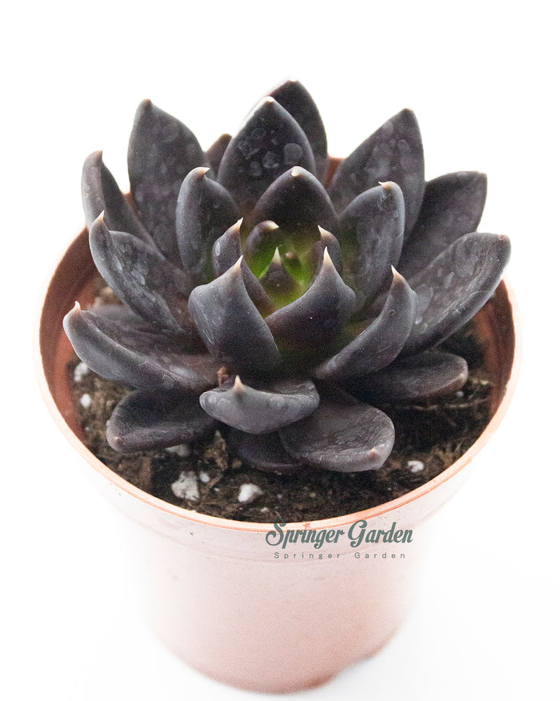 Echeveria ‘Black Knight’