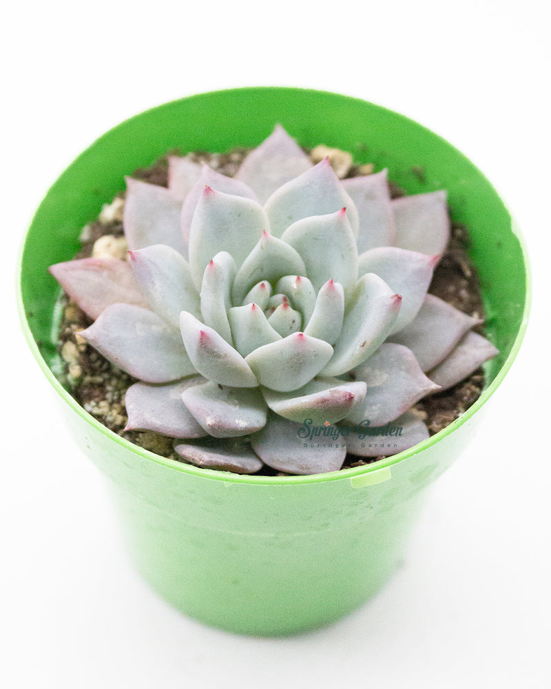 Echeveria ‘Blue Bird’