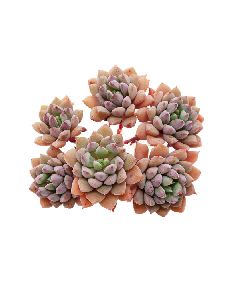 Echeveria ‘Chrissy n Ryan’