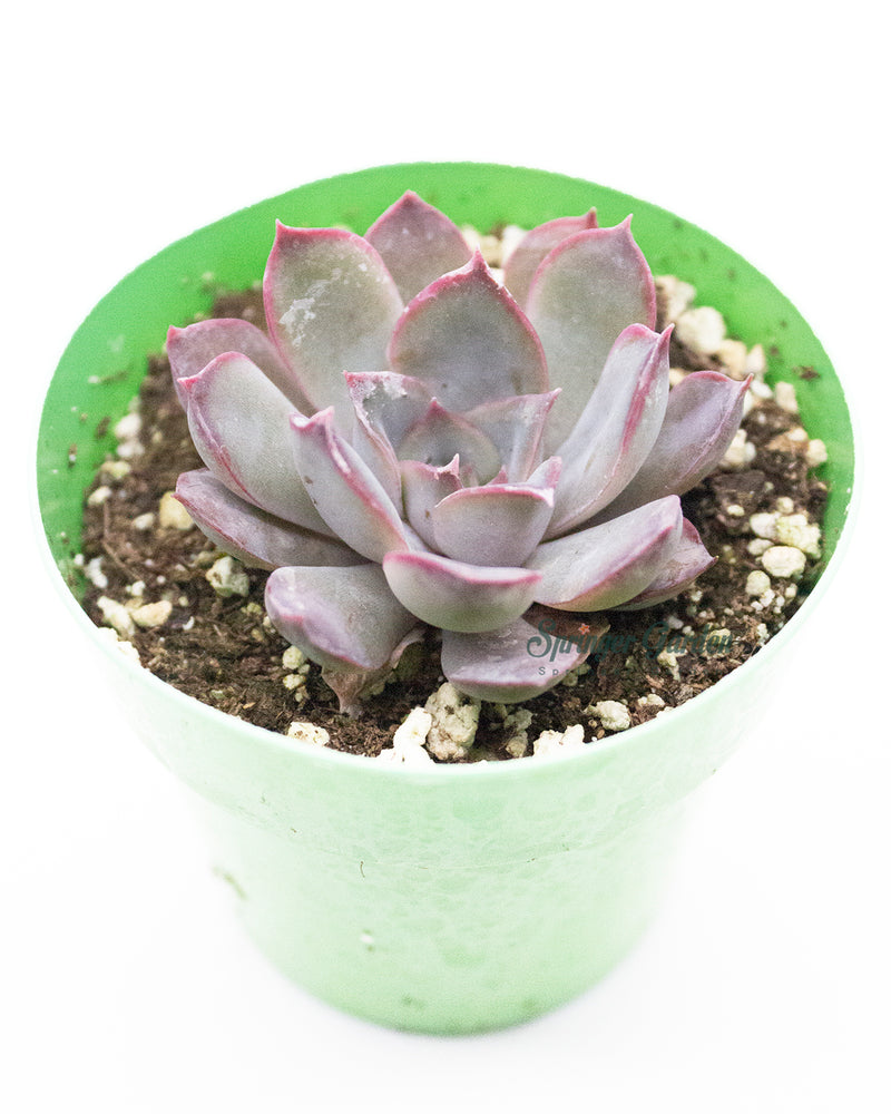 Echeveria 'Dark Ice'