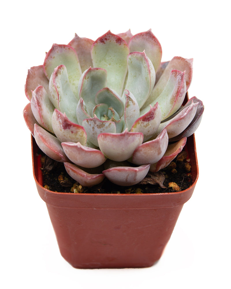 Echeveria 'Dark Ice'