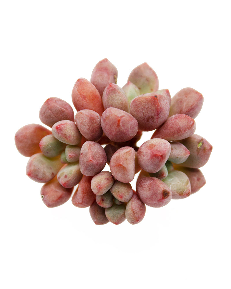 Echeveria 'Forget Me Not'