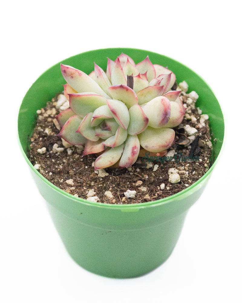 Echeveria 'Mebina'