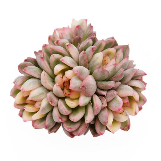 Echeveria Mebina Variegated