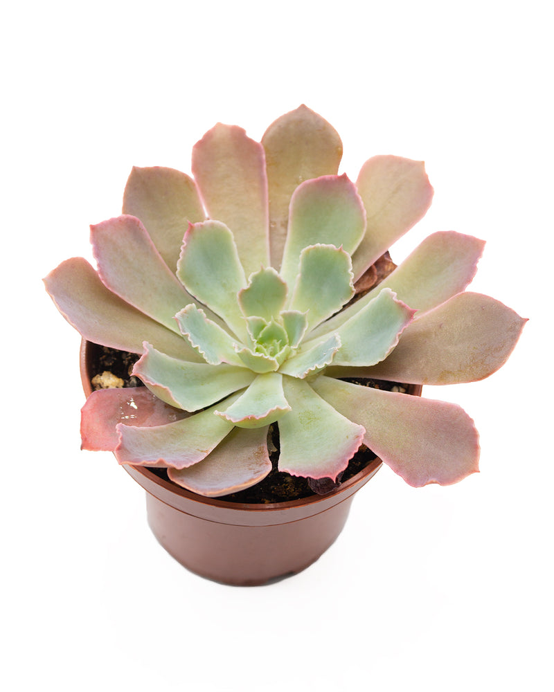 Echeveria 'Neon Breaker'