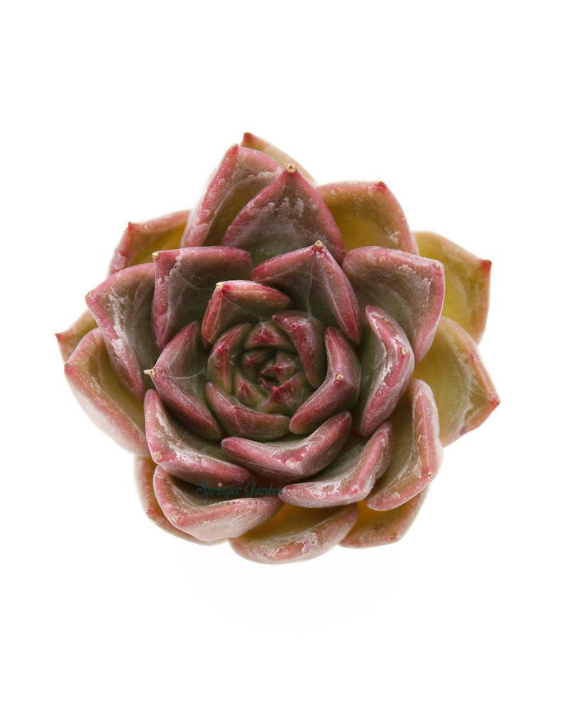 Echeveria 'Silonica'