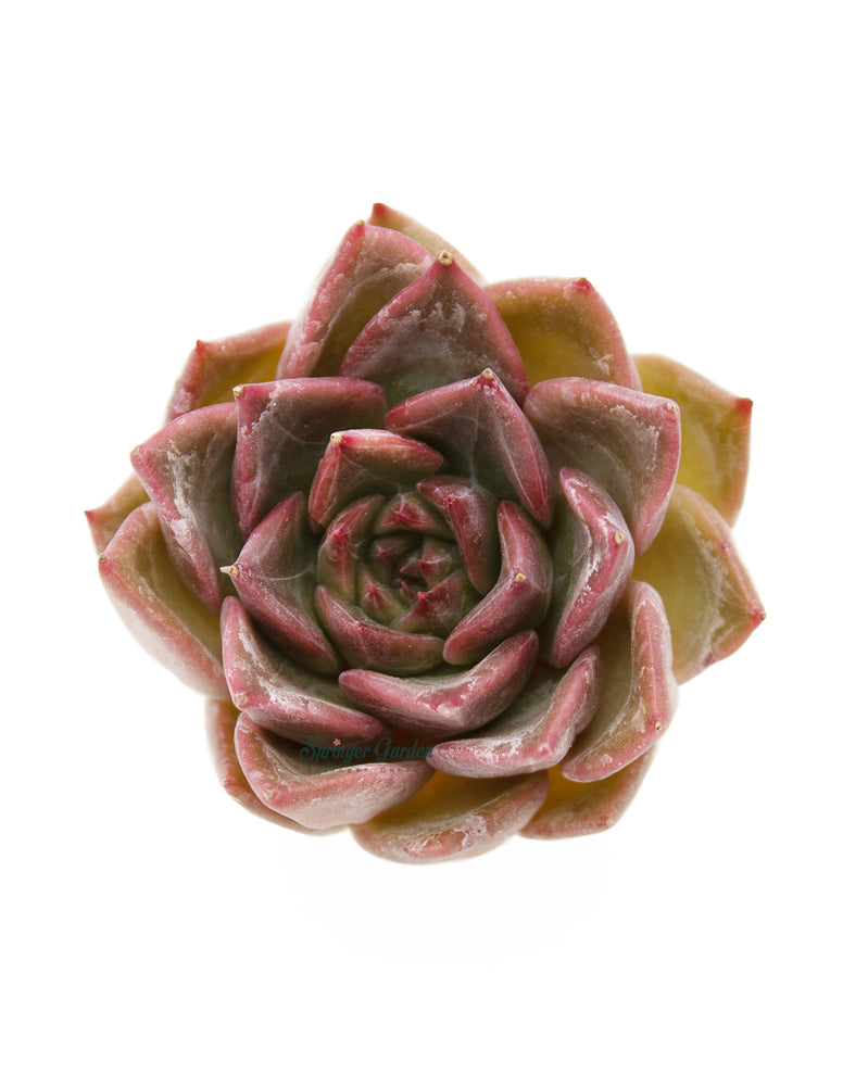 Echeveria 'Silonica' Toronto's 5-star Bestseller nursery store selected local & Korean rare succulents; houseplants, indoor plants, selected handmade planters with a drainage hole, pots, bonsai pots, produced by ourselves, wholesale.