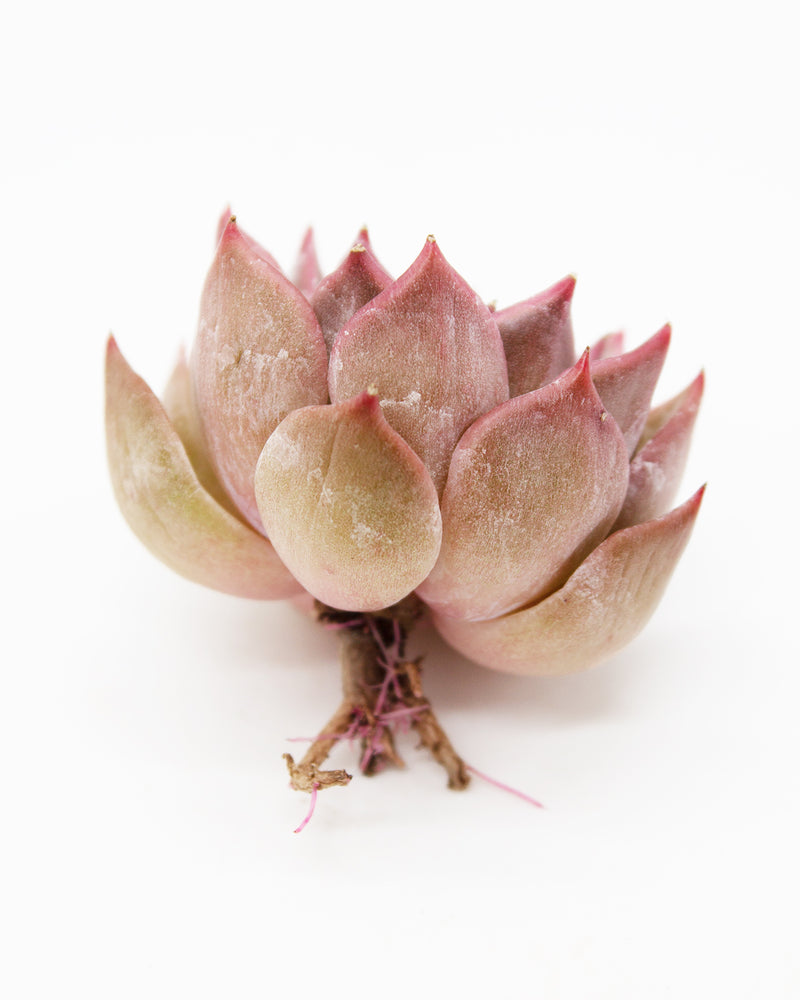 Echeveria 'Silonica' Toronto's 5-star Bestseller nursery store selected local & Korean rare succulents; houseplants, indoor plants, selected handmade planters with a drainage hole, pots, bonsai pots, produced by ourselves, wholesale.